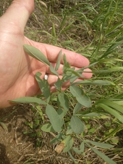 Thermopsis divaricarpa