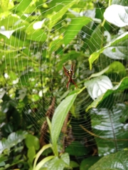 Micrathena