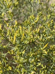 Gutierrezia microcephala