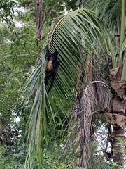 Alouatta palliata