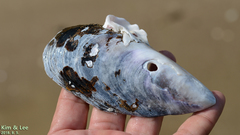 Mytilus unguiculatus