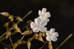 Drosera hirsuta