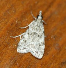 Eudonia heterosalis