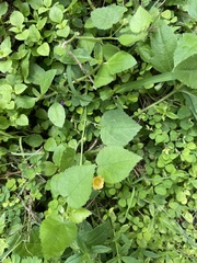 Abutilon indicum