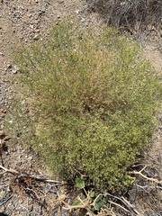 Gutierrezia microcephala