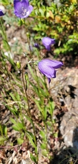 Campanula rotundifolia