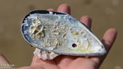 Mytilus unguiculatus