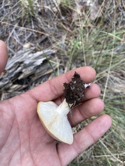Leucopaxillus