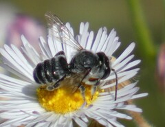 Megachilinae