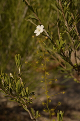 Drosera hirsuta