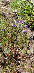Campanula rotundifolia