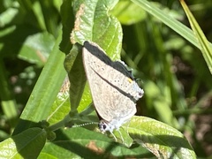 Satyrium sylvinus