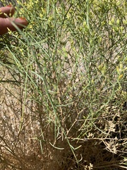 Gutierrezia microcephala