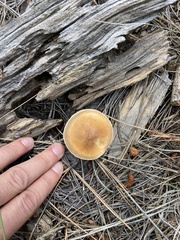 Leucopaxillus