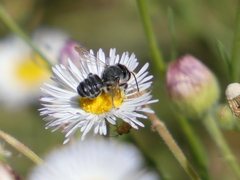 Megachilinae
