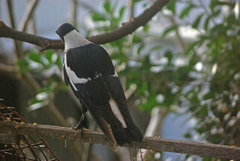 Gymnorhina tibicen