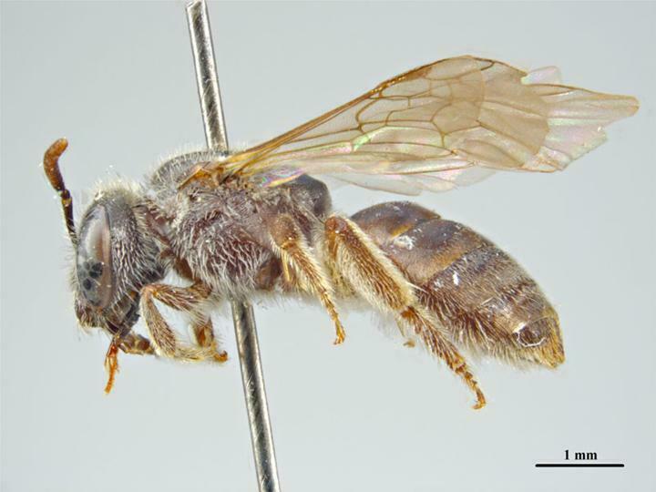 Lasioglossum victoriellum