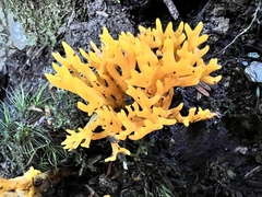 Calocera viscosa