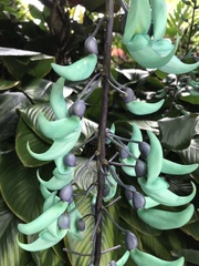 Strongylodon macrobotrys