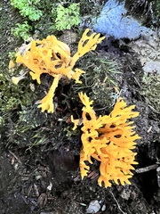 Calocera viscosa
