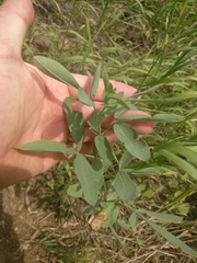 Thermopsis divaricarpa