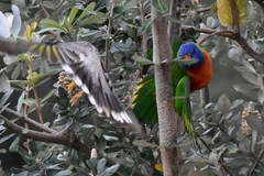 Trichoglossus moluccanus