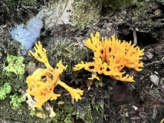 Calocera viscosa