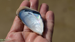 Mytilus unguiculatus