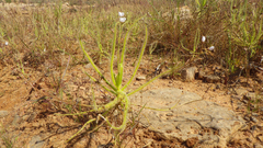 Drosera finlaysoniana