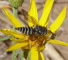Cyrtocoelioxys