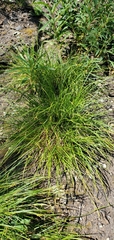 Carex rossii