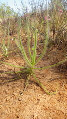 Drosera finlaysoniana