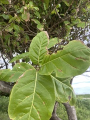 Coccoloba barbadensis