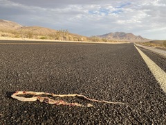 Masticophis flagellum piceus