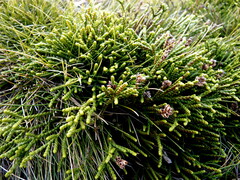 Veronica lycopodioides