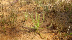 Drosera finlaysoniana