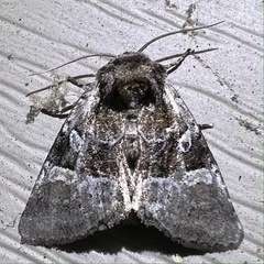 Meropleon diversicolor