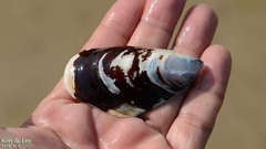 Mytilus unguiculatus