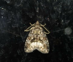 Protodeltote muscosula