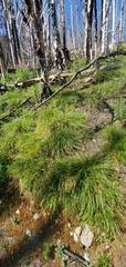 Carex rossii