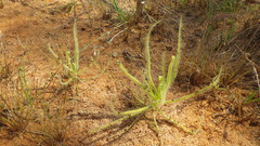 Drosera finlaysoniana
