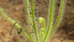 Drosera finlaysoniana