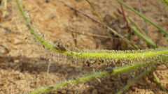 Drosera finlaysoniana