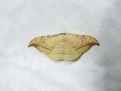 Drepana arcuata