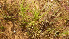 Drosera finlaysoniana
