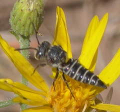 Cyrtocoelioxys