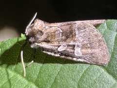 Meropleon diversicolor