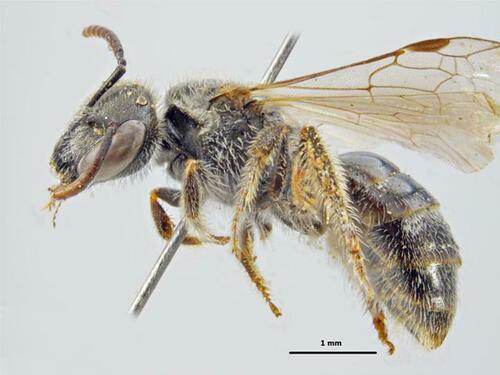 Lasioglossum semipolitum