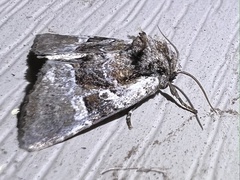 Meropleon diversicolor