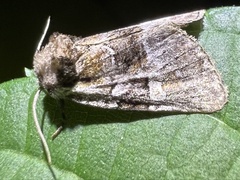 Meropleon diversicolor